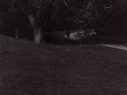 zorki4k acupan800 008