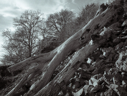 om10 pink 28mm lc29 002