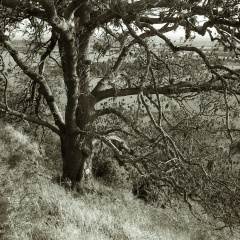 om10 pink 28mm lc29 006