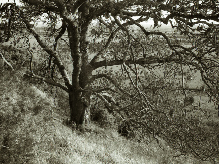 om10 pink 28mm lc29 006