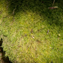 DSC 6873 AuroraHDR2018-edit