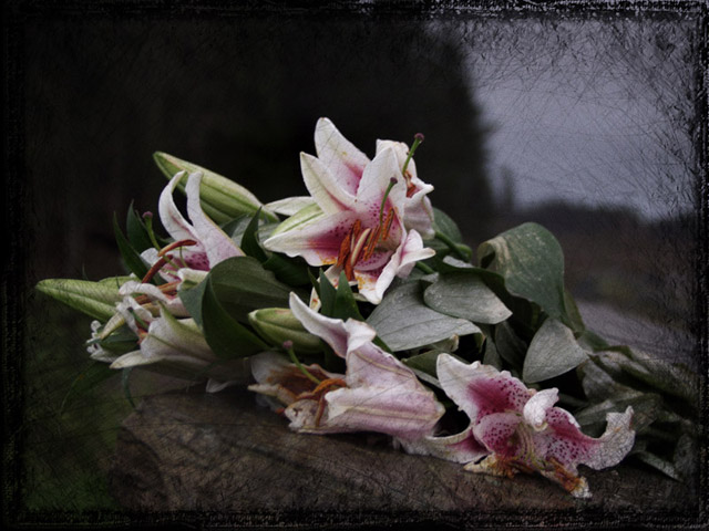 lilies_ii6.jpg