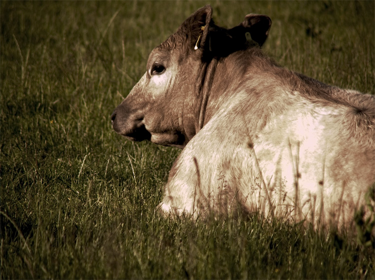 cow 1