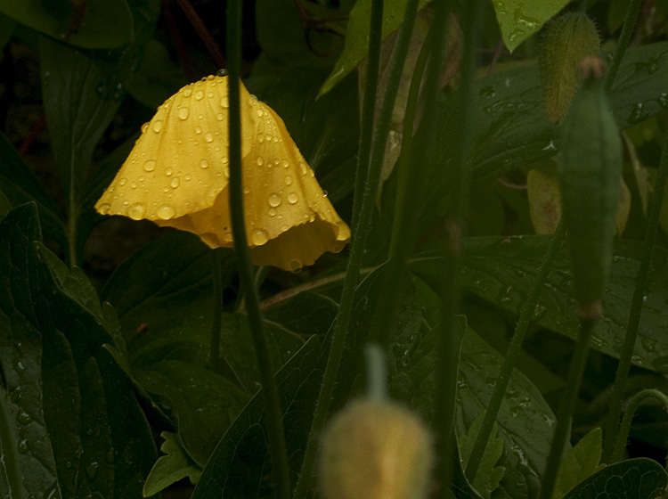 yellow_umbrella.jpg